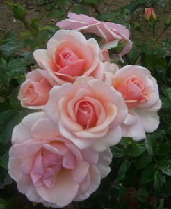 PRECIOUS MEMORIES (floribunda)